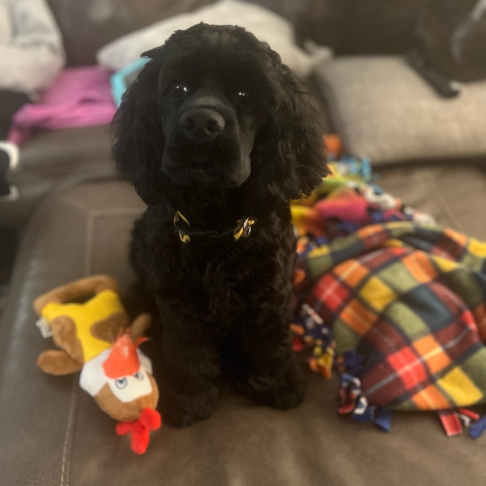 Meet your Posher, Amber